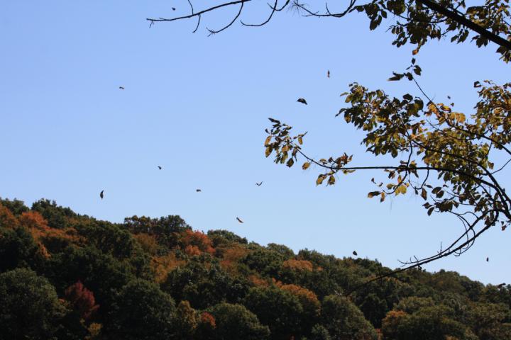 Leaves a'fallin