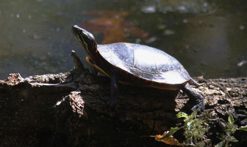 Turtle in the Sun