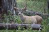 Male Mule Deer