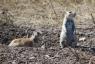 Prarie Dogs