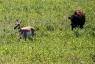 Baby Bison chases Antelope