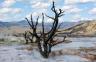 Mammoth Hot Springs - Yellowstone