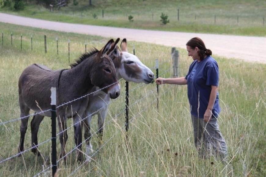 Burros are friendly