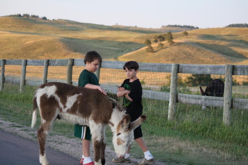 Baby Burro