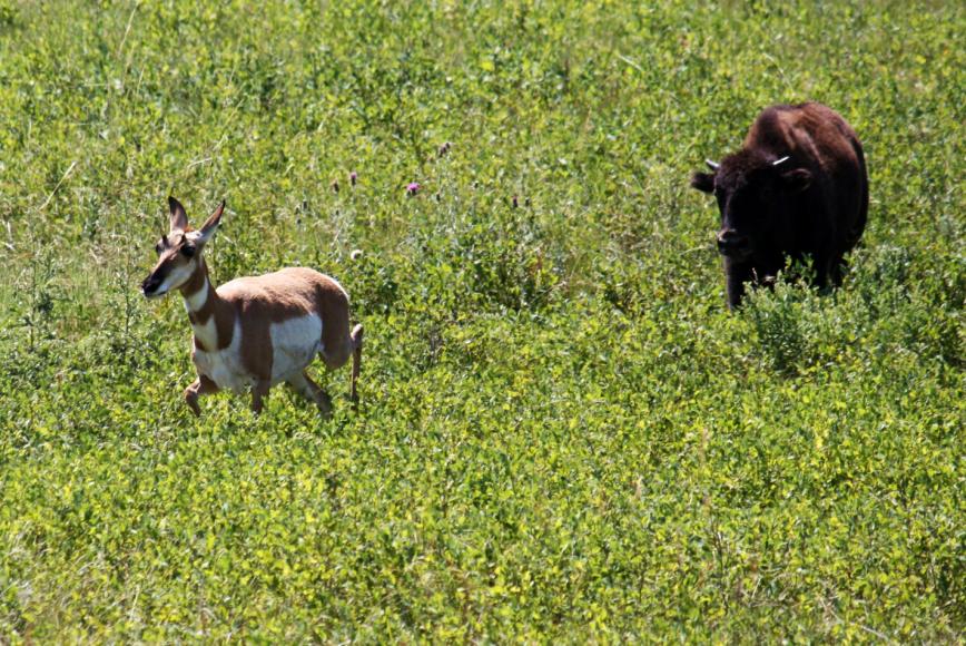 Baby Bison chases Antelope