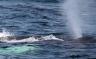 Humpback whales