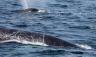 Mama and baby humpback