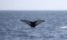 Humpback's tail