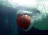 Beluga Basketball