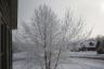 Ice covered tree