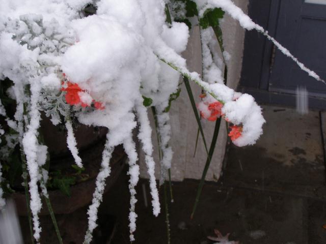 Freak Halloween snow storm