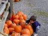 Jonathan selects a pumpkin
