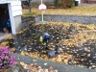 a puddle