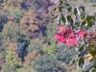The leaves begin to turn