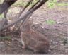 We spotted the Easter Bunny in the front yard.